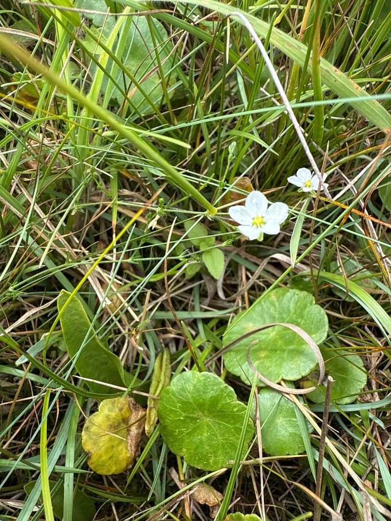Sagina nodosa subsp. nodosa