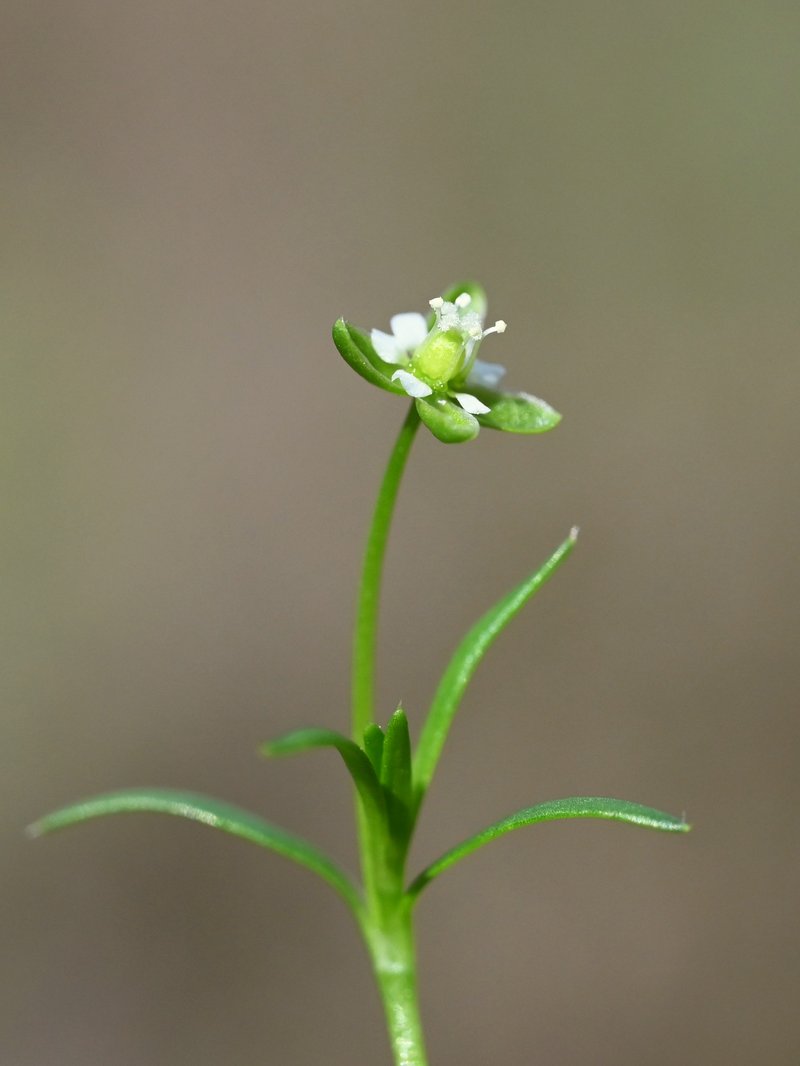 Birdeye Pearlwort photo 5