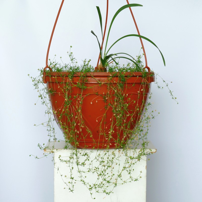 Birdeye Pearlwort photo 2