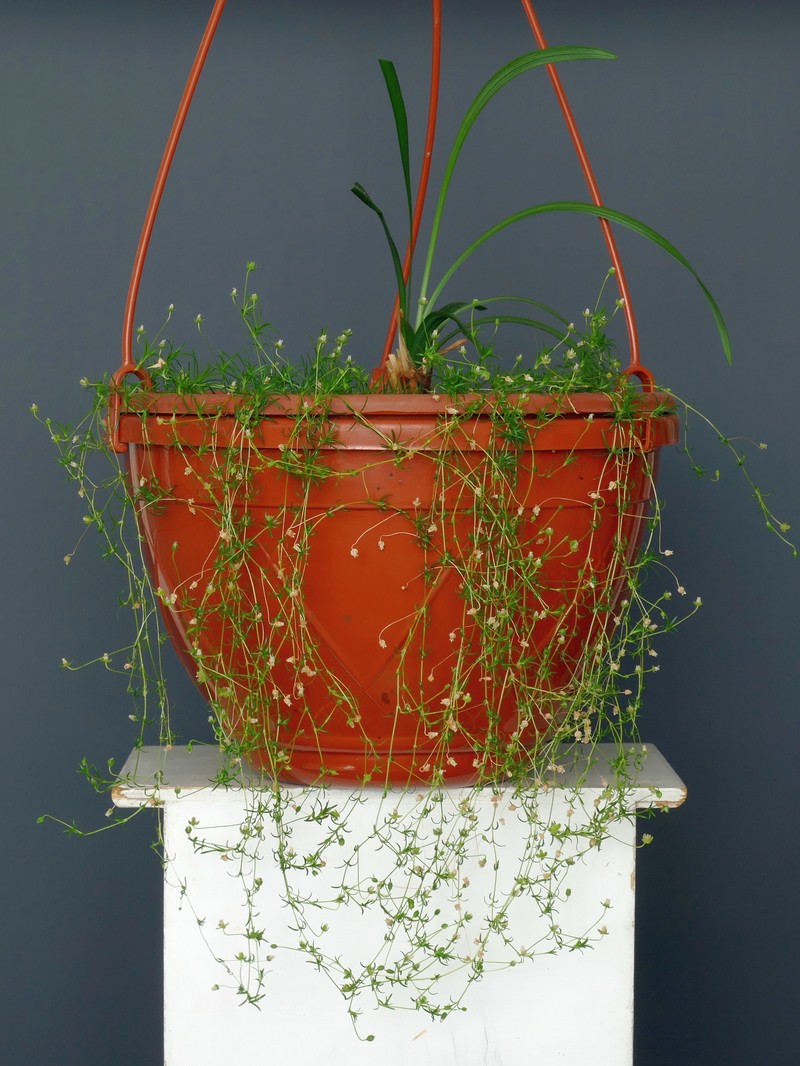Birdeye Pearlwort photo 3
