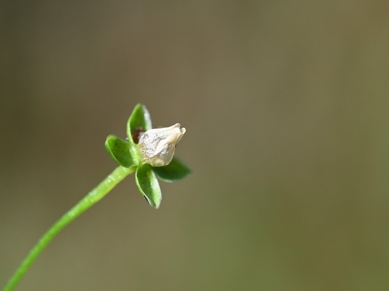 Birdeye Pearlwort photo 4