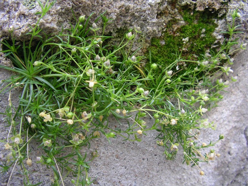 Birdeye Pearlwort