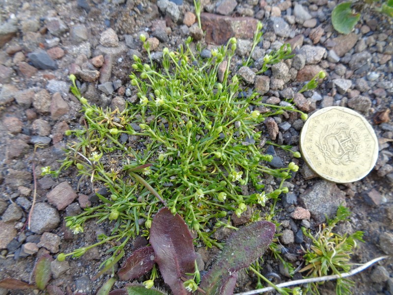 Birdeye Pearlwort photo 3