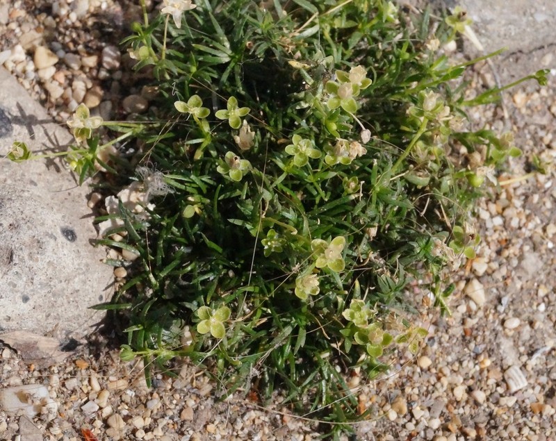 Birdeye Pearlwort photo 4