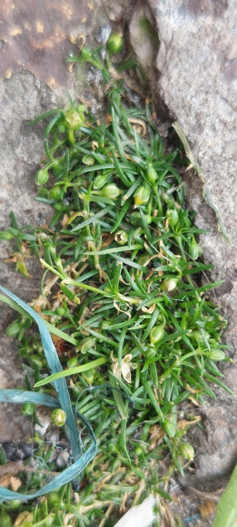 Birdeye Pearlwort photo 5