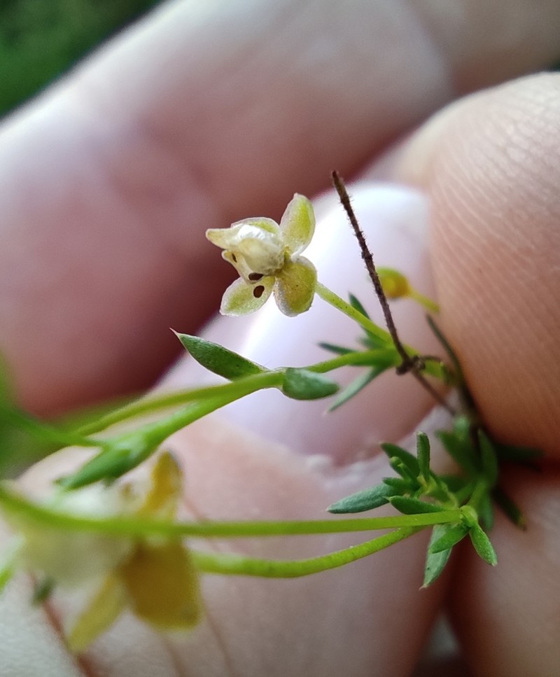 Birdeye Pearlwort photo 6