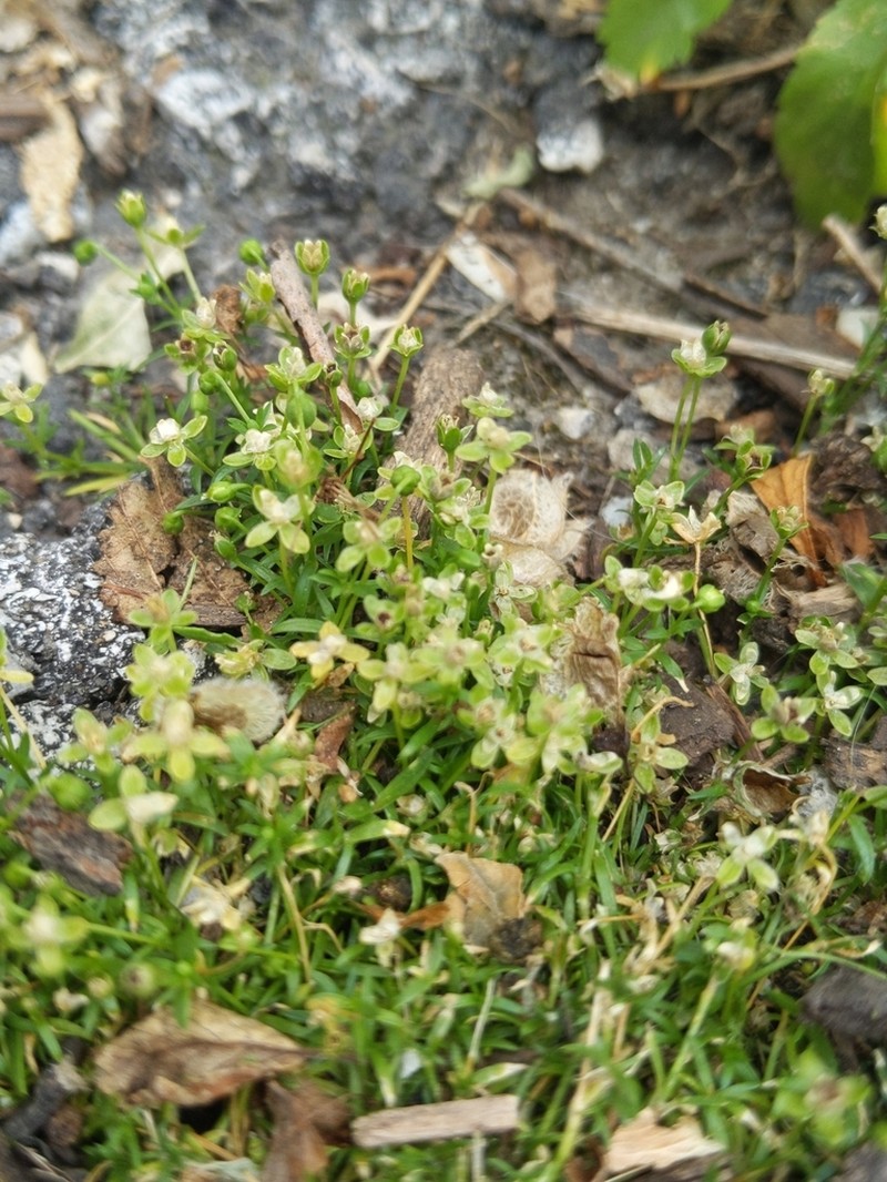 Birdeye Pearlwort photo 7