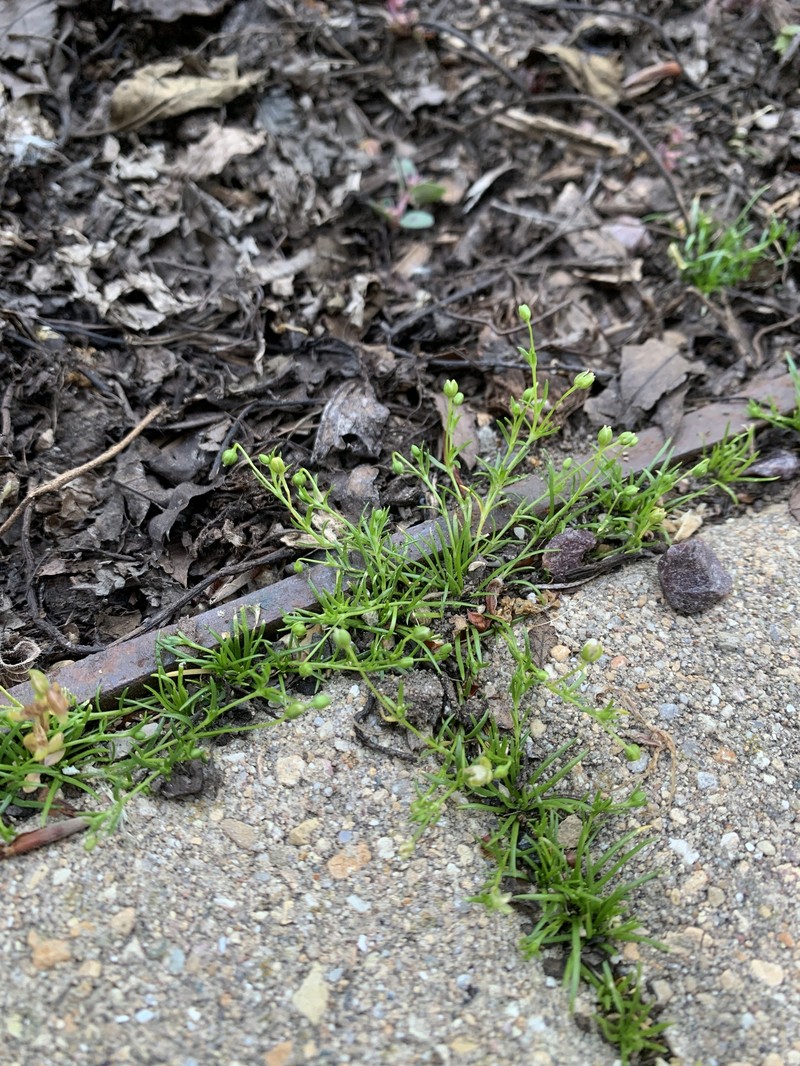 Sagina procumbens subsp. procumbens