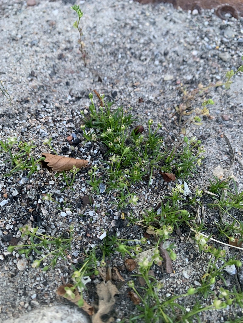 Sagina procumbens subsp. procumbens photo 2