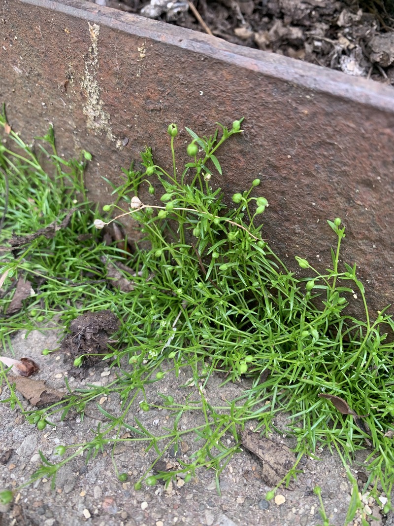 Sagina procumbens subsp. procumbens photo 3