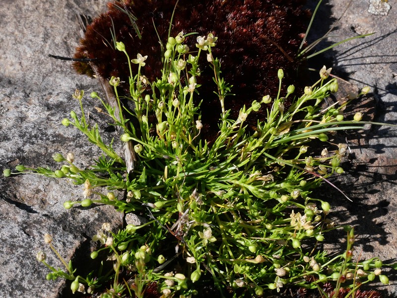 Sagina procumbens subsp. procumbens photo 4