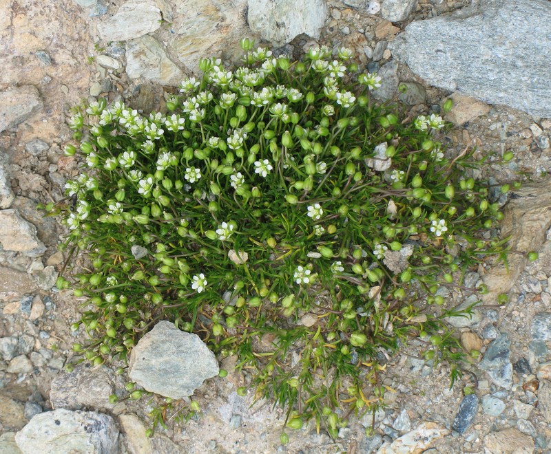 Arctic Pearlwort photo 2