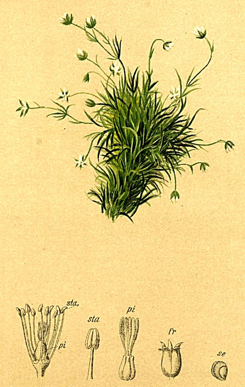 Arctic Pearlwort