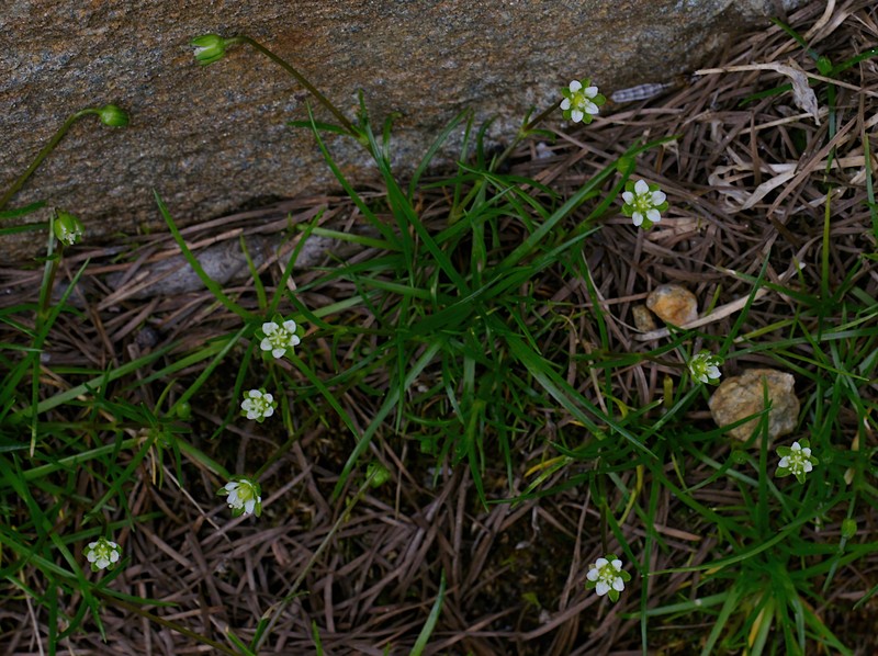Arctic Pearlwort photo 3