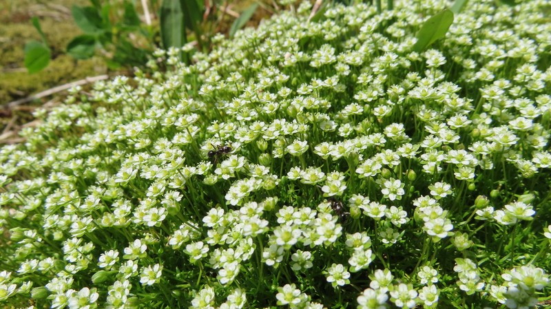 Arctic Pearlwort photo 3