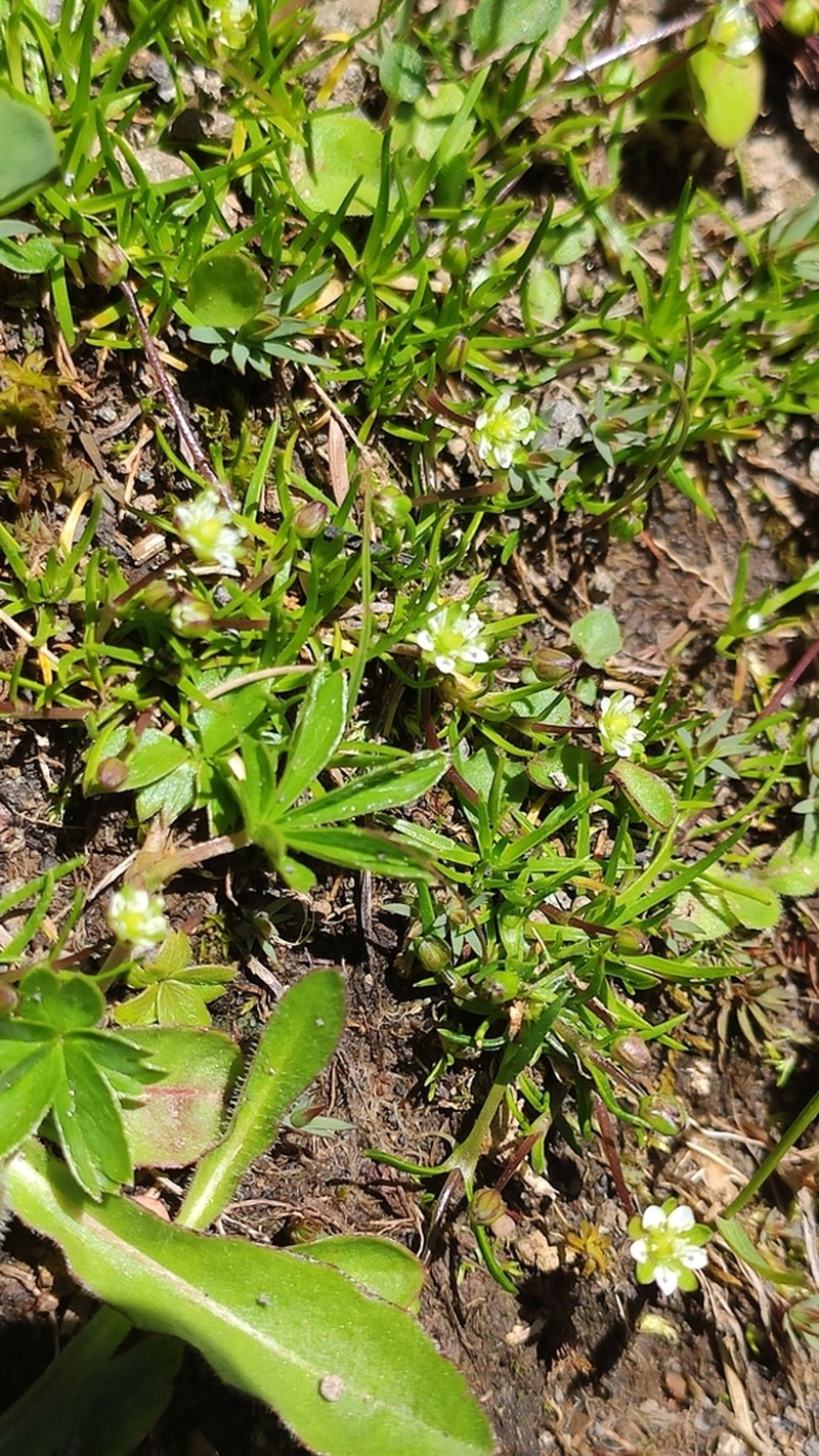 Arctic Pearlwort photo 4