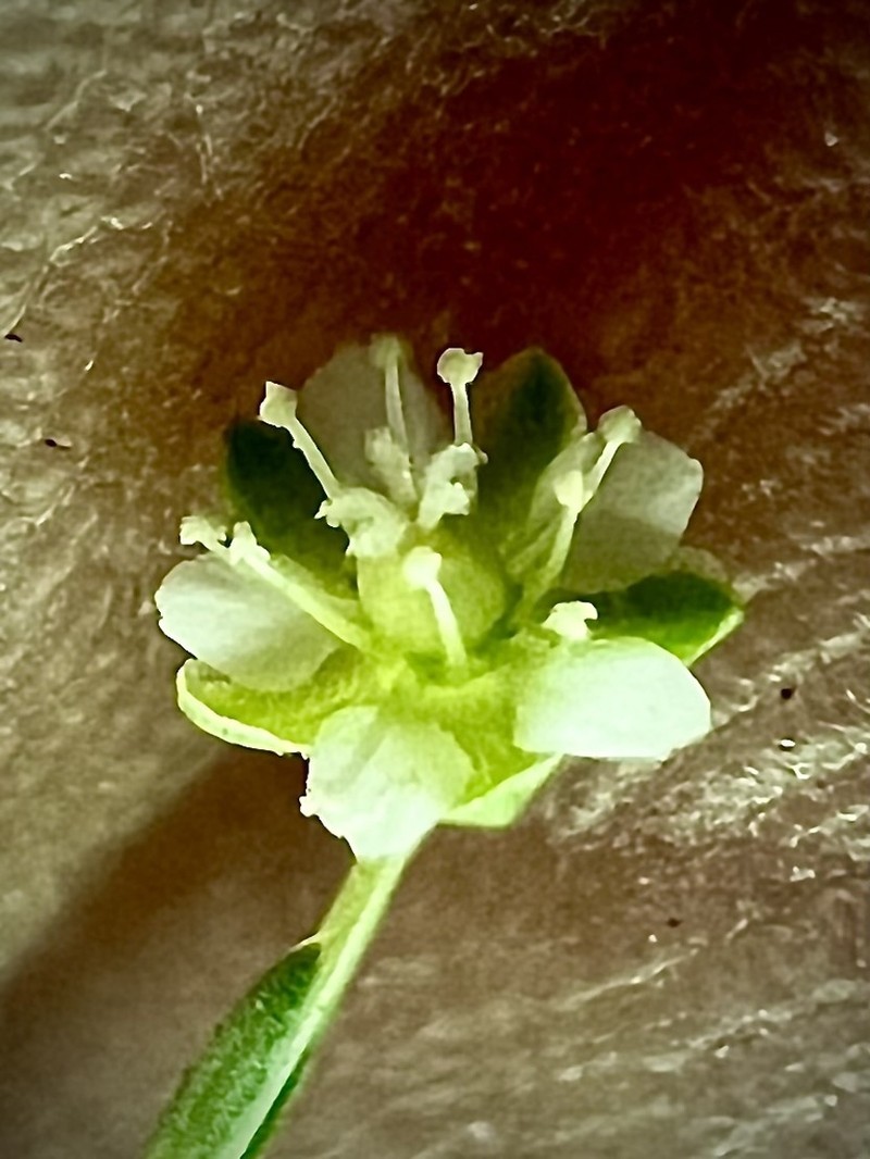 Arctic Pearlwort photo 5