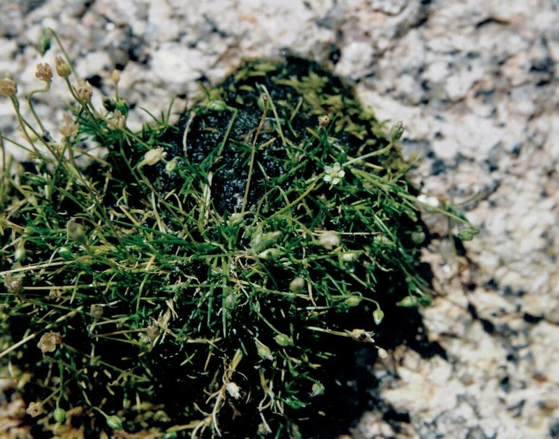 Arctic Pearlwort photo 6