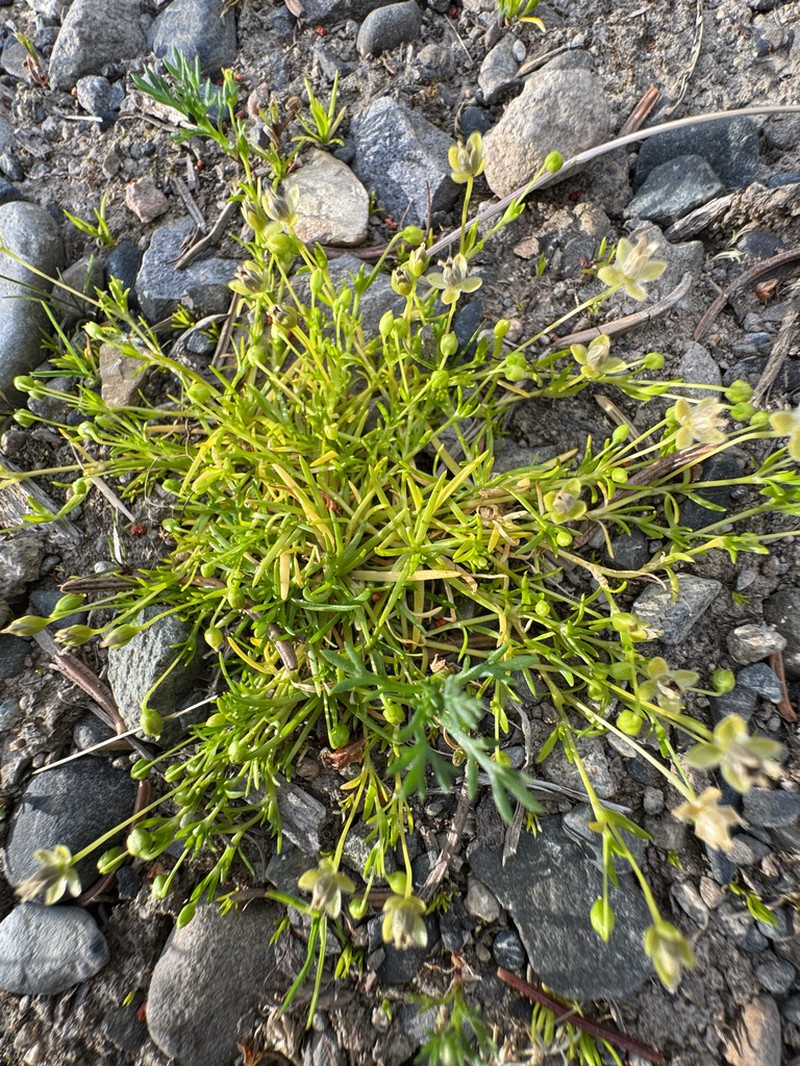 Arctic Pearlwort photo 7