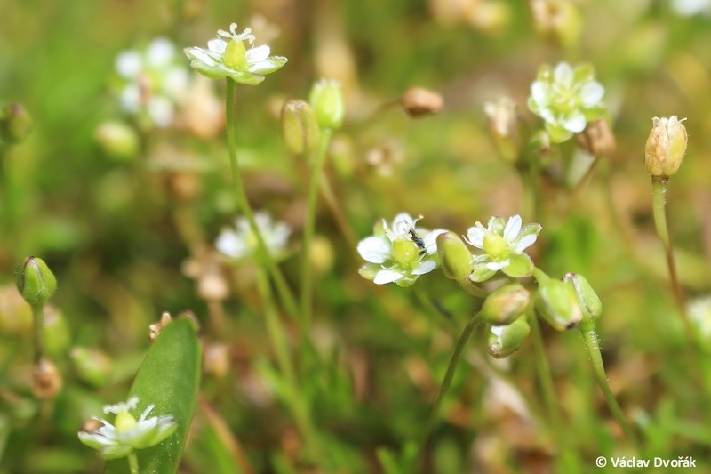 Arctic Pearlwort photo 8