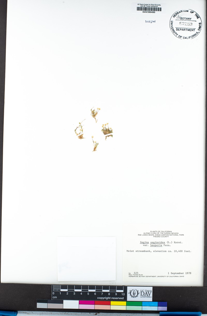 Sagina saginoides subsp. saginoides