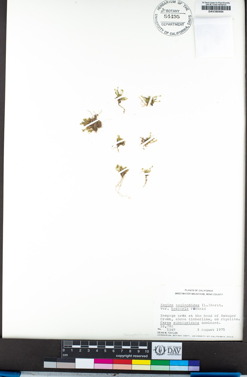 Sagina saginoides subsp. saginoides photo 2