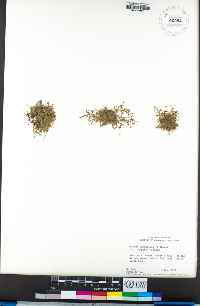 Sagina saginoides subsp. saginoides photo 3