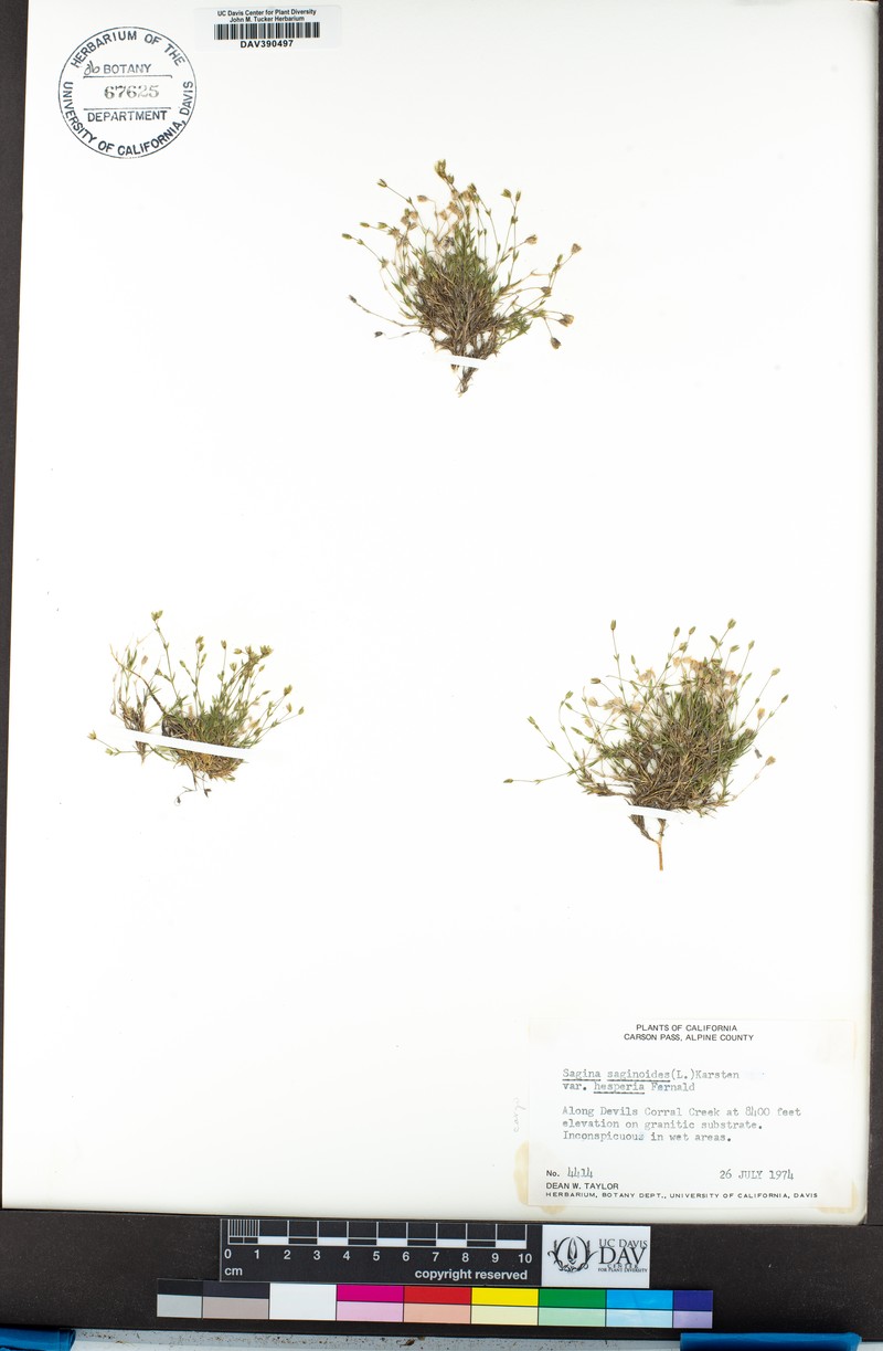 Sagina saginoides subsp. saginoides photo 4