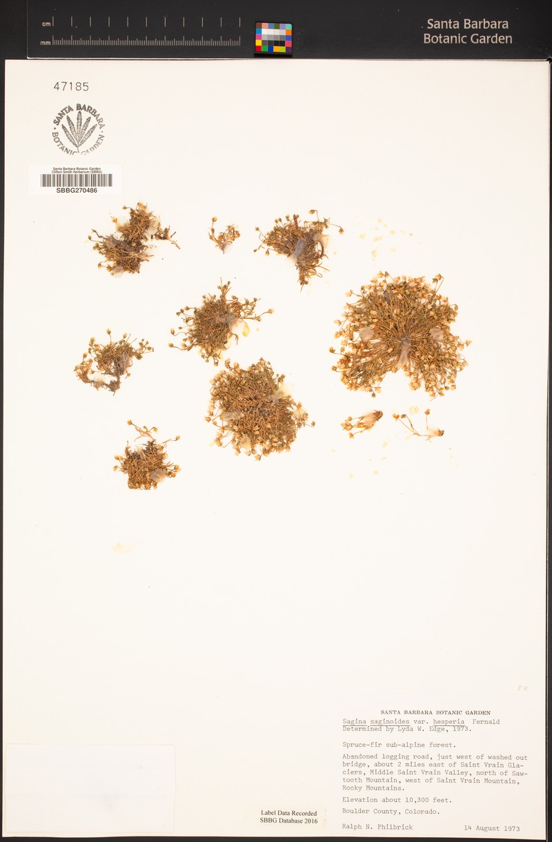 Sagina saginoides subsp. saginoides photo 5