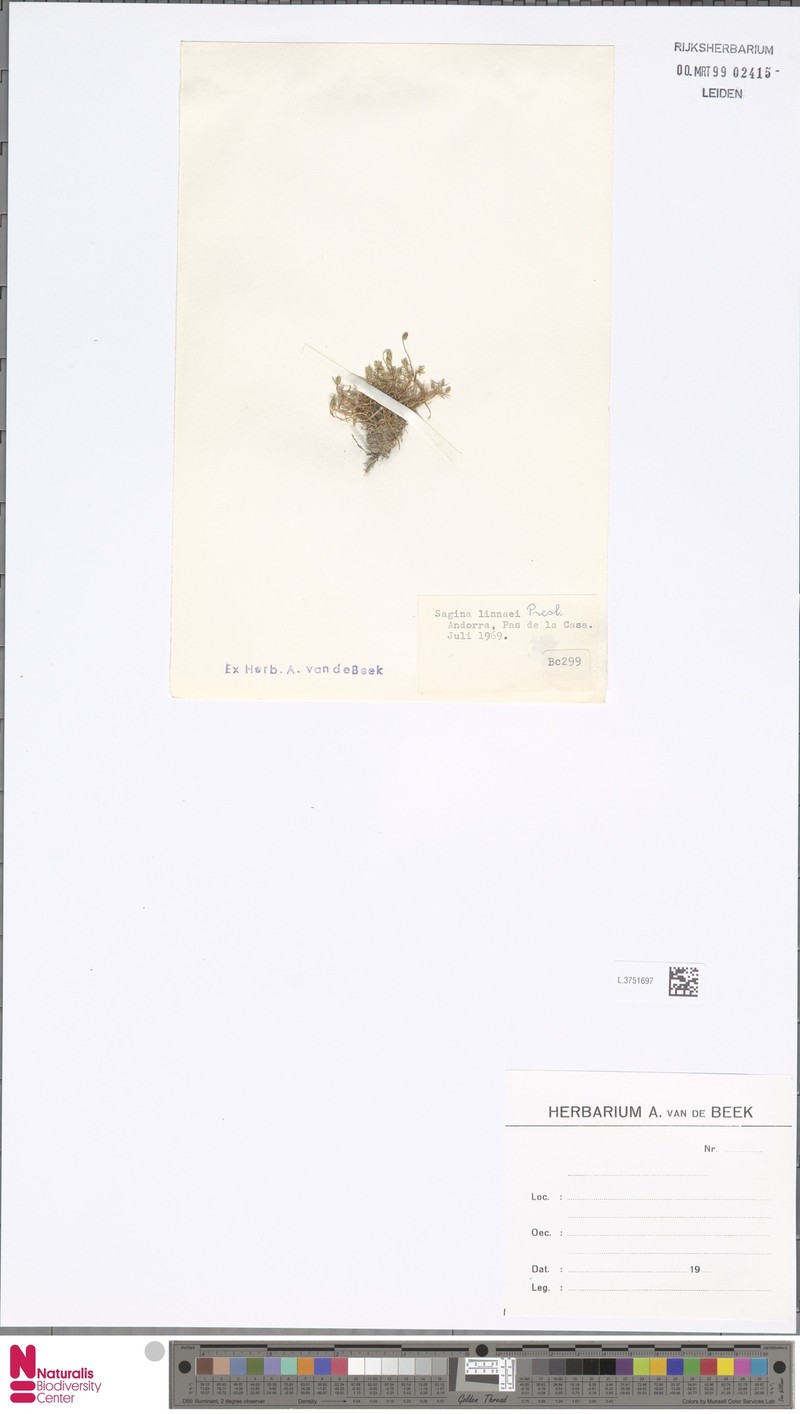 Sagina saginoides subsp. saginoides photo 6