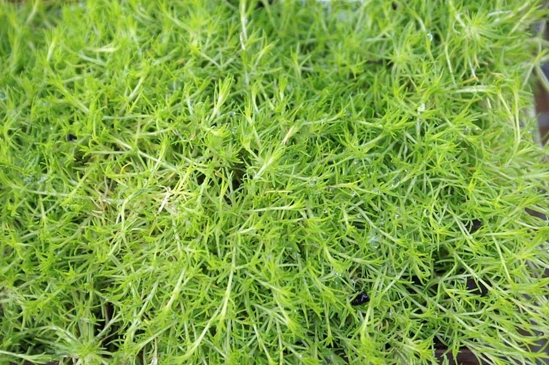 Awl-Leaf Pearlwort photo 2