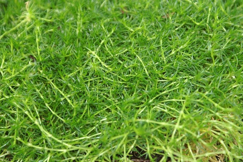 Awl-Leaf Pearlwort photo 3