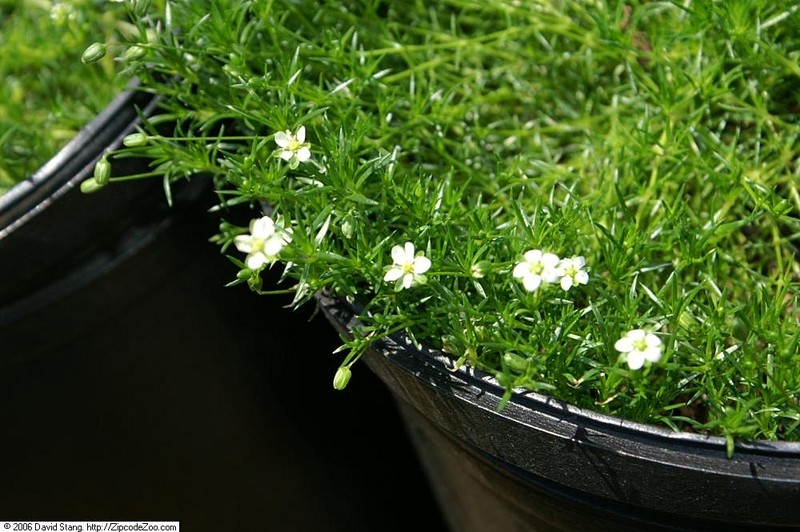 Awl-Leaf Pearlwort photo 4