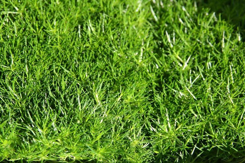 Awl-Leaf Pearlwort photo 5
