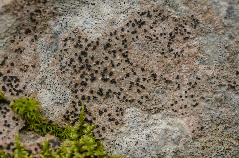 Sagiolechia Lichen photo 2