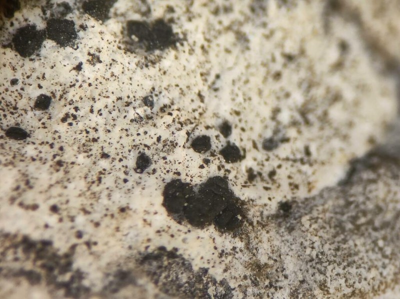 Sagiolechia Lichen photo 3