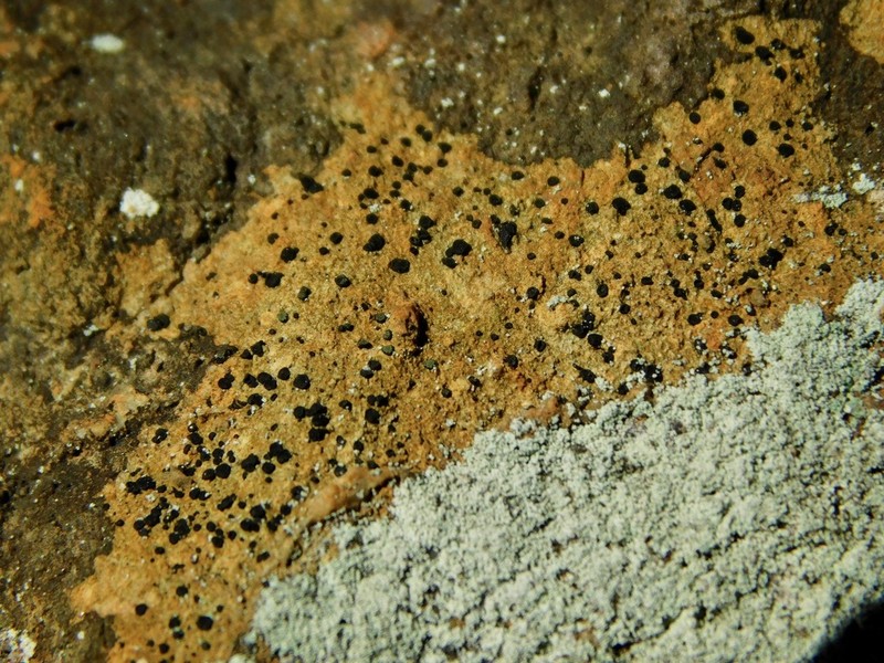 Sagiolechia Lichen photo 4