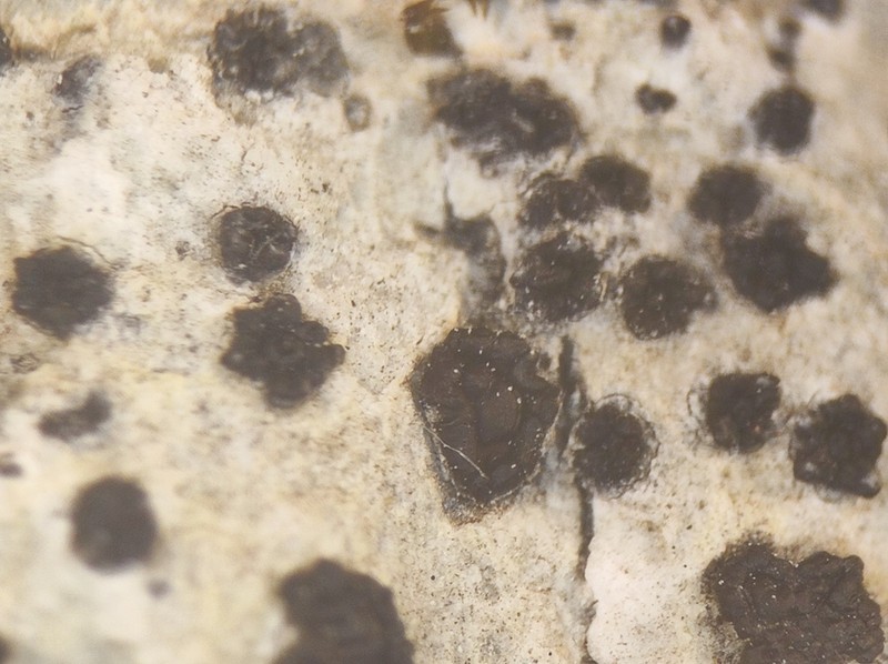 Sagiolechia Lichen photo 5