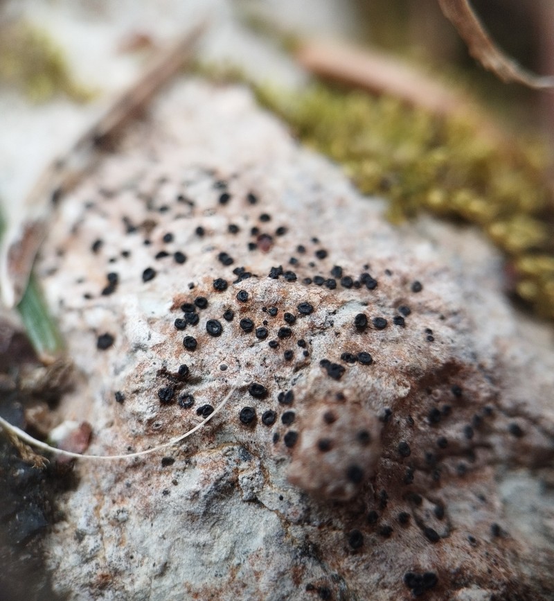 Sagiolechia Lichen photo 7