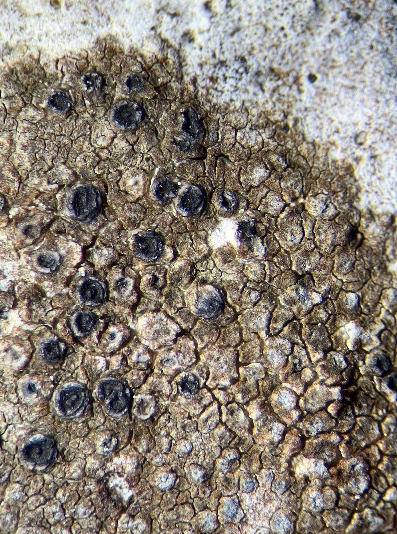 Sagiolechia Lichen photo 8