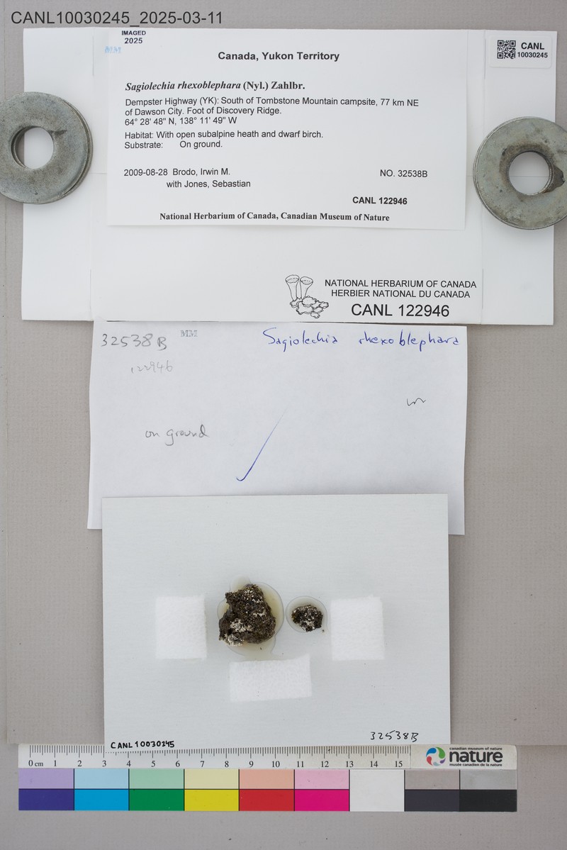Sagiolechia Lichen