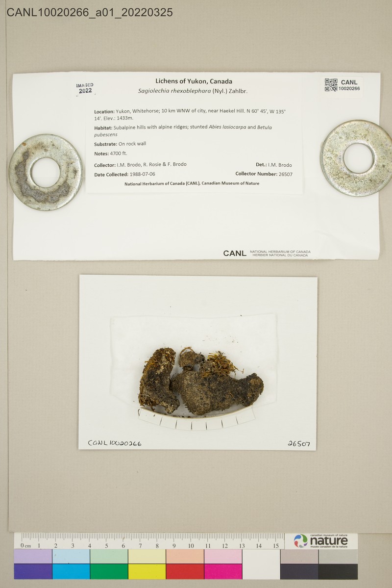 Sagiolechia Lichen photo 2