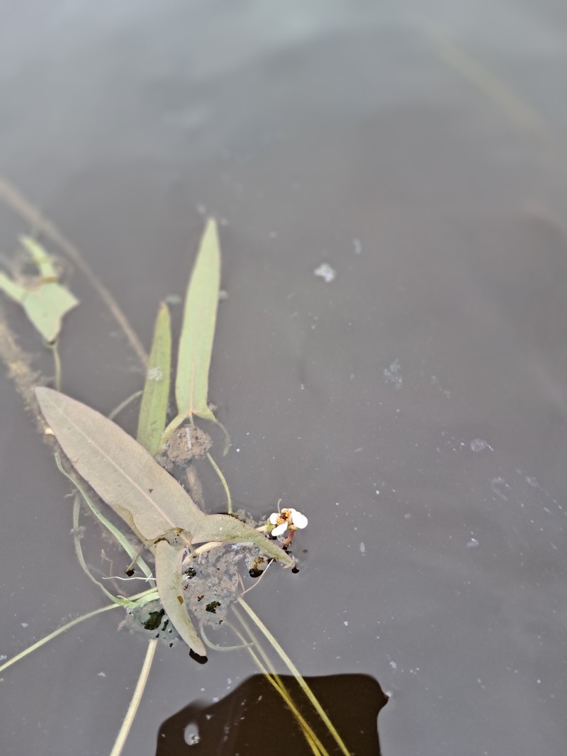 Sagittaria × lunata