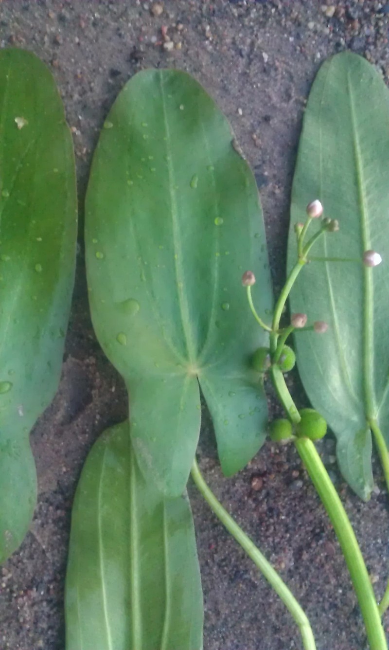 Sagittaria × lunata photo 2