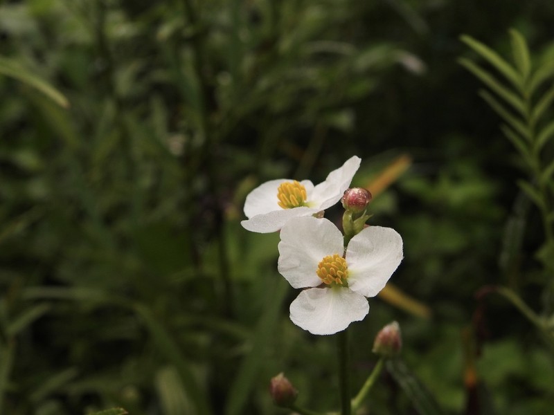 Sagittaria aginashi