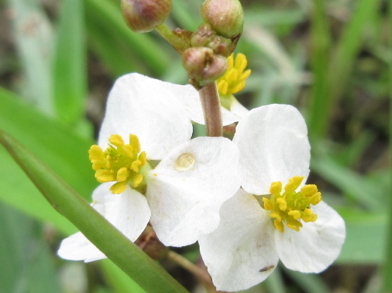 Sagittaria aginashi photo 2