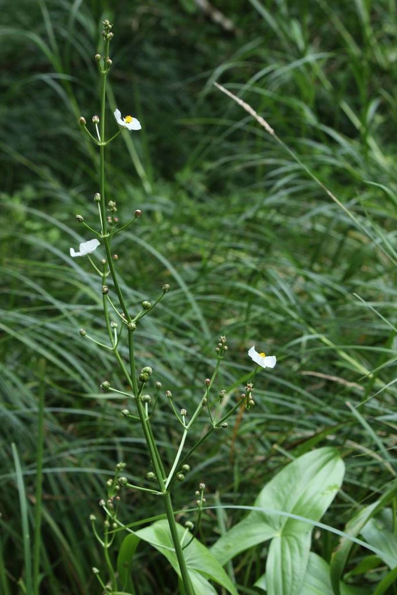 Sagittaria aginashi photo 3