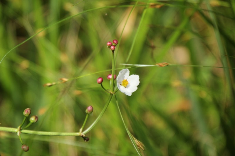 Sagittaria aginashi photo 4