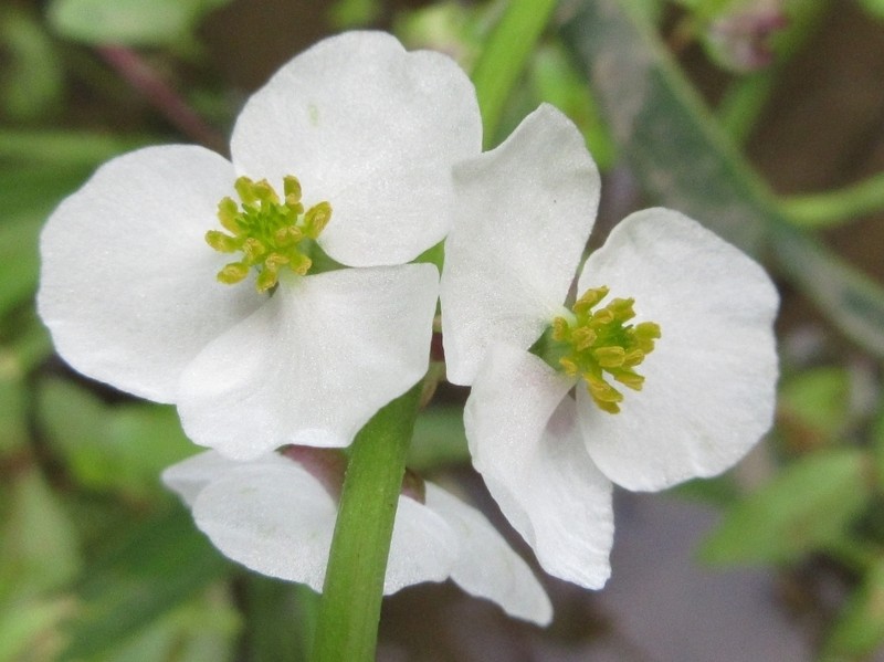 Sagittaria aginashi photo 5