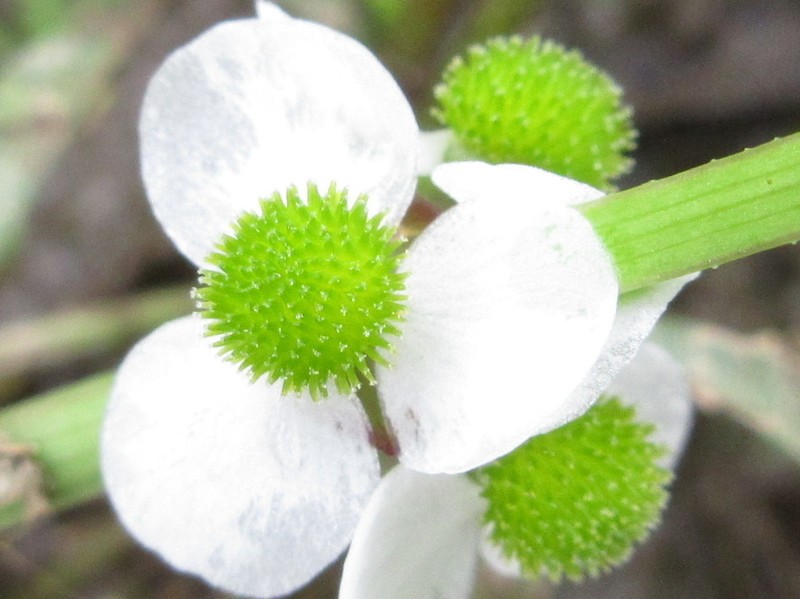 Sagittaria aginashi photo 6